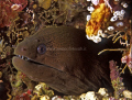 Portrait of a morayeel 